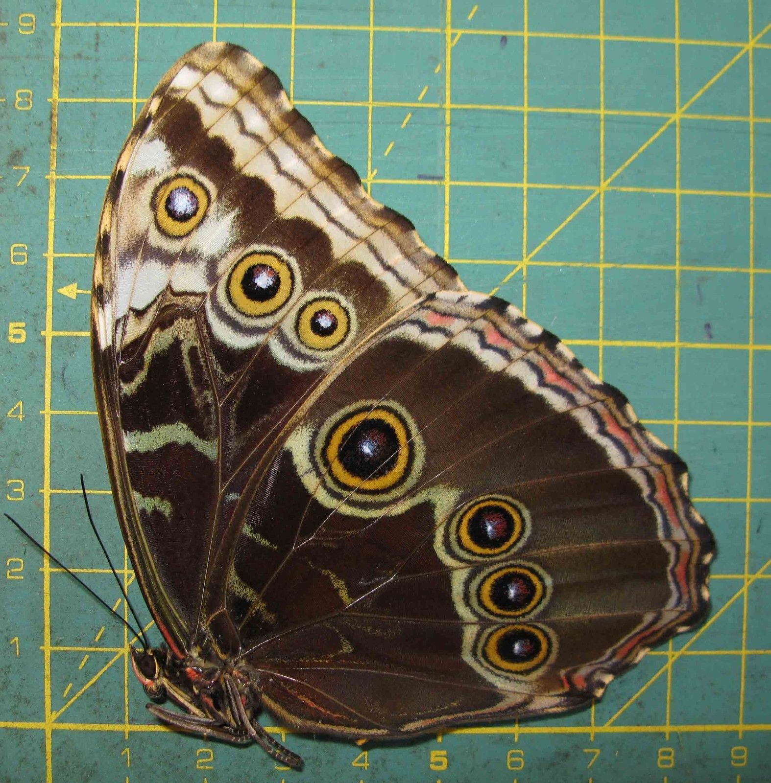 Morpho helenor female (ssp ex pupa aberration cod 463c) Internet Image property of respective owner, non-commercial use only